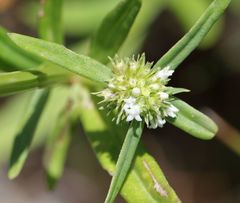 Spermacoce natalensis