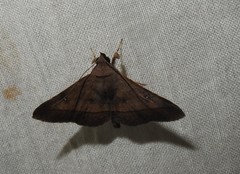 Hypospila bolinoides