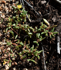 Portulaca australis
