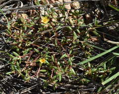Portulaca australis