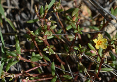 Portulaca australis
