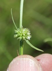 Spermacoce natalensis