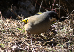 Trochalopteron variegatum