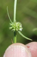 Spermacoce natalensis