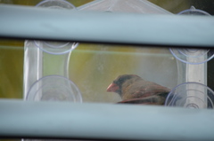 Cardinalis cardinalis image