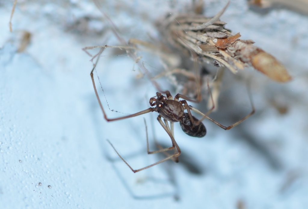 Brown Spitting Spider