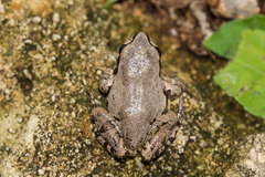 Pseudacris streckeri