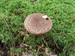 Boletellus chrysenteroides