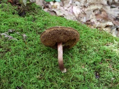Boletellus chrysenteroides