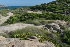 Triodia stenostachya