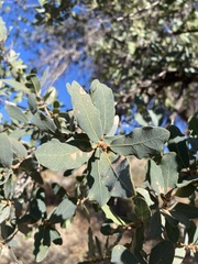Quercus oblongifolia