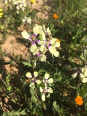 Enarthrocarpus strangulatus
