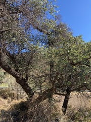 Quercus oblongifolia