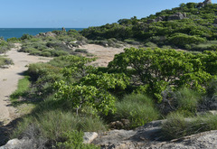 Terminalia porphyrocarpa