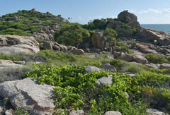 Terminalia porphyrocarpa