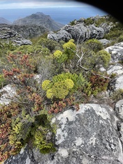 Notobubon galbanum