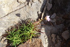 Armeria ruscinonensis