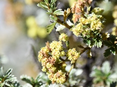 Alchemilla polylepis