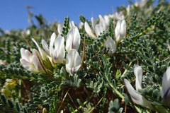 Astragalus tragacantha