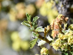 Alchemilla polylepis