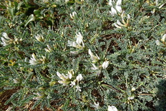Astragalus tragacantha