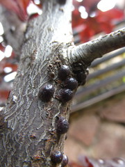 Parthenolecanium corni