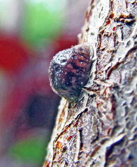 Parthenolecanium corni