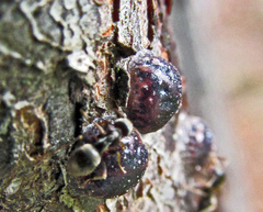 Parthenolecanium corni