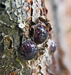 Parthenolecanium corni