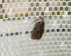 Agonopterix ciliella