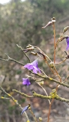 Conanthera