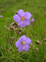 Dissotis grandiflora image