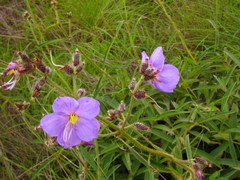 Dissotis grandiflora image