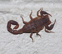 Pseudolychas ochraceus