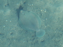 Pleuronichthys