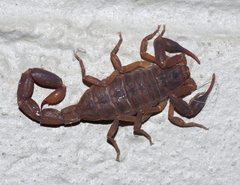 Pseudolychas ochraceus