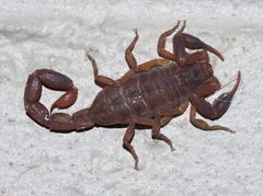 Pseudolychas ochraceus