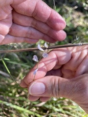 Vicia acutifolia