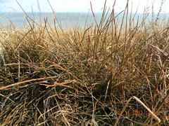 Ephedra distachya