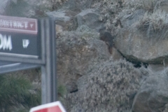 Marmota flaviventris