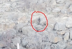 Marmota flaviventris