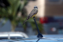 Tyrannus melancholicus