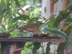 Turdus obsoletus