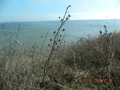 Verbascum phoeniceum