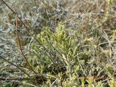 Teucrium polium