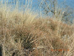 Ephedra distachya