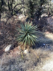 Yucca madrensis