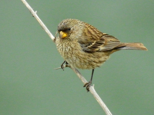 Band-tailed Seedeater (Catamenia analis), photo 6