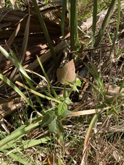Toxicodendron radicans image