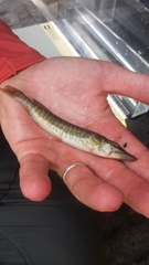 Esox americanus